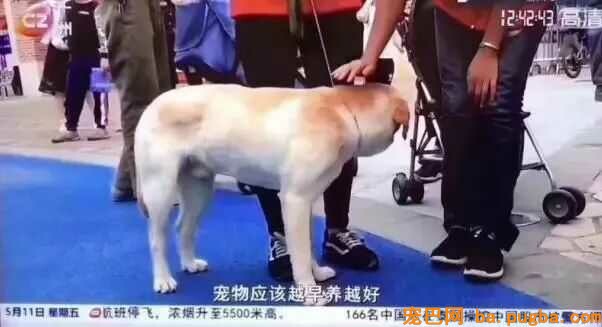 再一次提醒：怀孕完全能够养狗-8.jpeg
