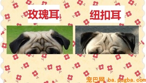 玫瑰耳和钮扣耳
