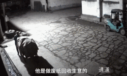 那些年汪星人犯下的二事...-3.gif