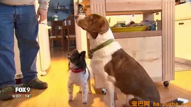 那些年汪星人犯下的二事...-7.jpeg