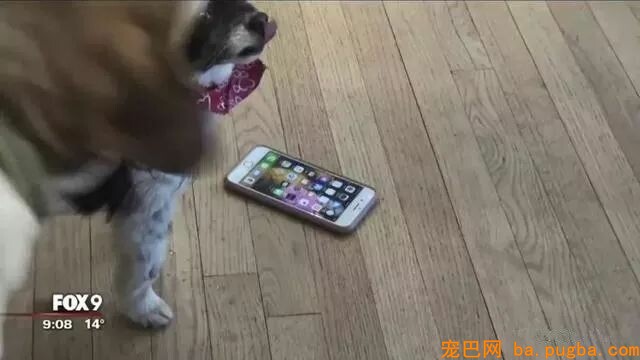 那些年汪星人犯下的二事...-6.jpeg