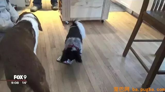 那些年汪星人犯下的二事...-5.jpeg