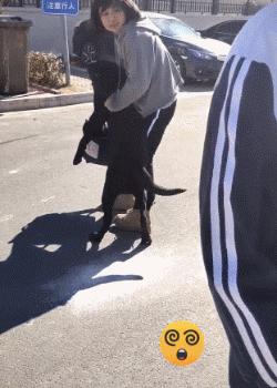 那些年汪星人犯下的二事...-10.gif