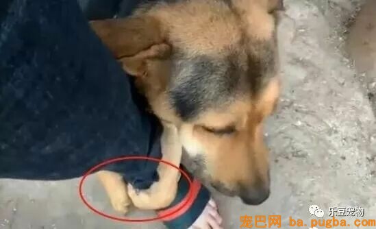 主人外出上班，土狗紧抱脚跟：主人，我不舍得你……-2.jpeg