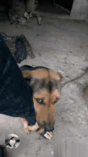 主人外出上班，土狗紧抱脚跟：主人，我不舍得你……-4.gif