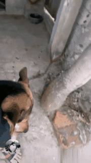 主人外出上班，土狗紧抱脚跟：主人，我不舍得你……-5.gif