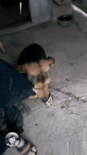 主人外出上班，土狗紧抱脚跟：主人，我不舍得你……-6.gif
