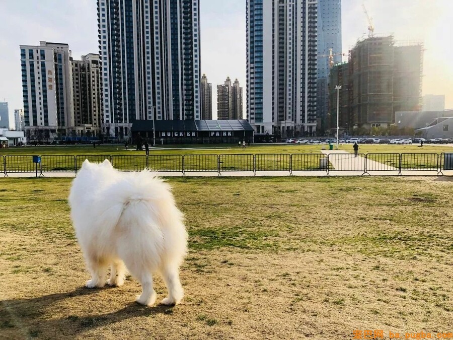 我的哥哥，是只阿拉斯加！-11.jpeg