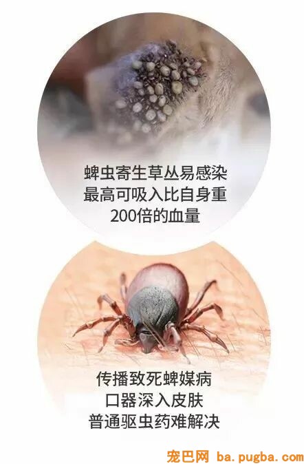 我的哥哥，是只阿拉斯加！-12.jpeg
