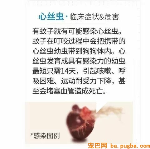 我的哥哥，是只阿拉斯加！-13.jpeg