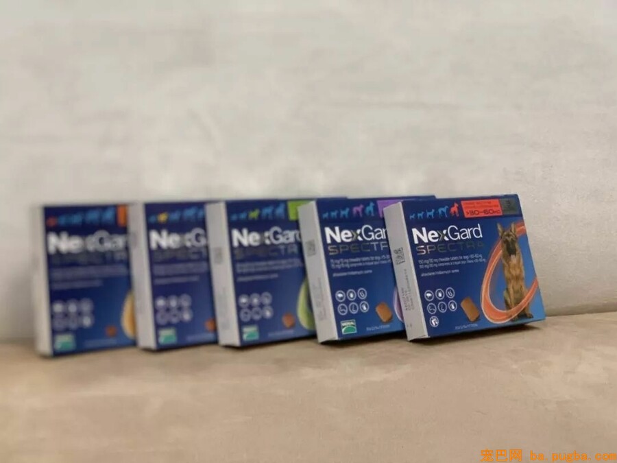 我的哥哥，是只阿拉斯加！-14.jpeg