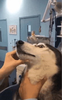 我的哥哥，是只阿拉斯加！-16.gif