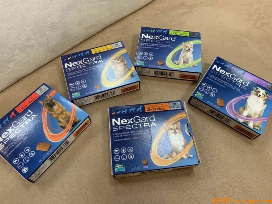 我的哥哥，是只阿拉斯加！-15.jpeg