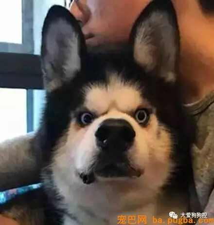 我是一只哈士奇，很抱愧我长这样...-1.jpeg