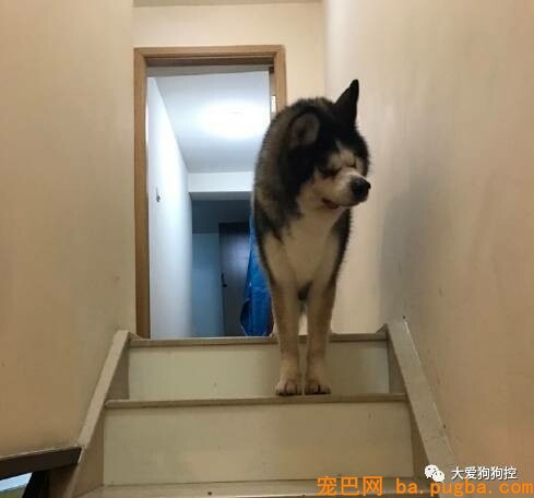 我是一只哈士奇，很抱愧我长这样...-10.jpeg