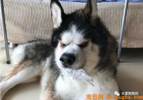 我是一只哈士奇，很抱愧我长这样...-13.jpeg