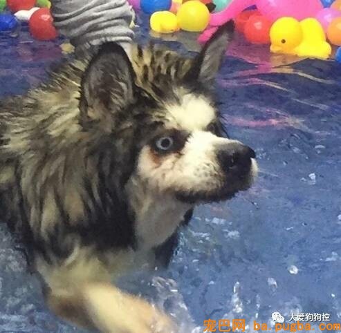 我是一只哈士奇，很抱愧我长这样...-12.jpeg