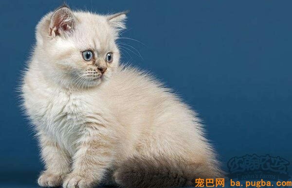 宠物猫零食牌子介绍，猫零食选购技巧-2.jpeg