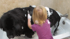 小孩想养狗，你会同意吗？-3.gif