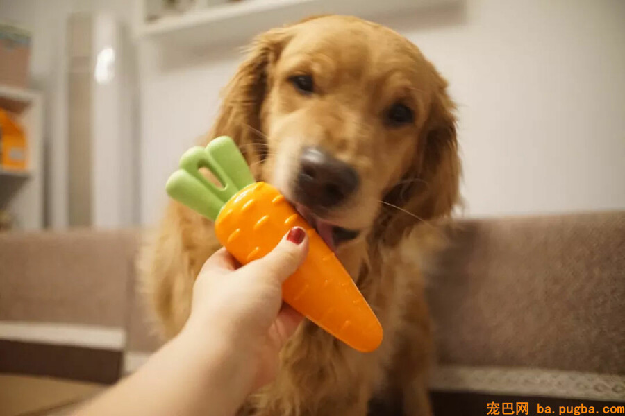 小孩想养狗，你会同意吗？-11.jpg