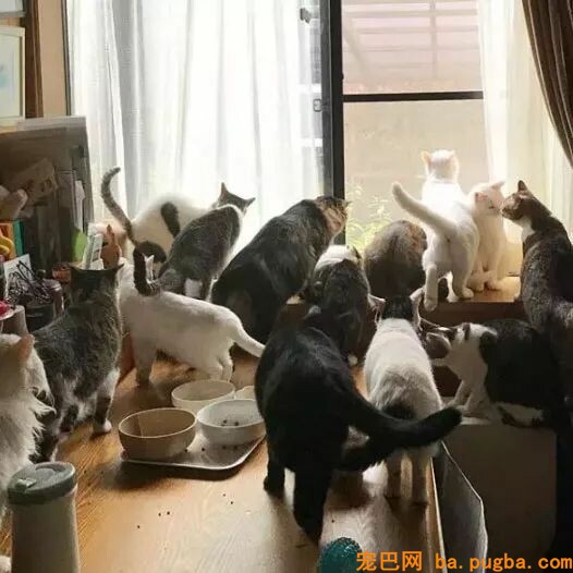 80平米的家中，养了二十只猫四只狗，每只都很规矩整洁！-1.jpeg
