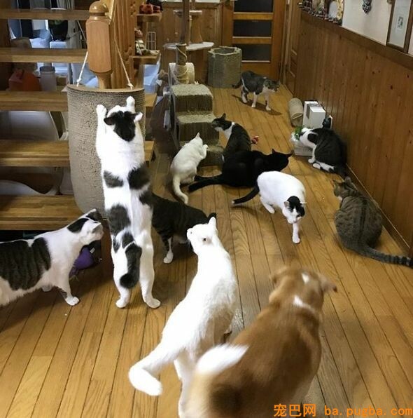 80平米的家中，养了二十只猫四只狗，每只都很规矩整洁！-2.jpeg
