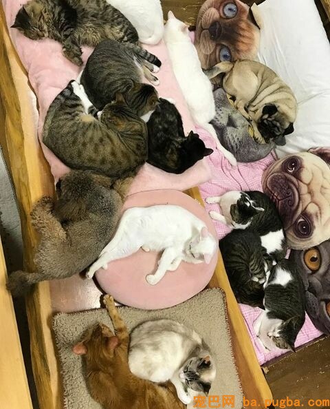 80平米的家中，养了二十只猫四只狗，每只都很规矩整洁！-3.jpeg