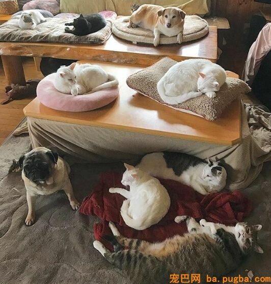80平米的家中，养了二十只猫四只狗，每只都很规矩整洁！-4.jpeg