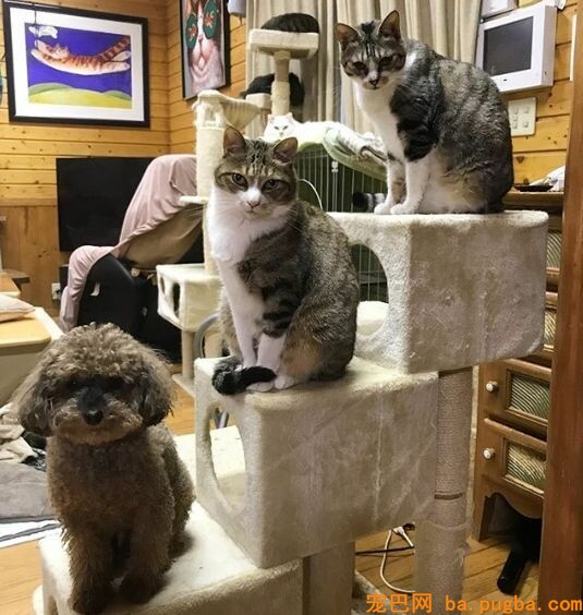 80平米的家中，养了二十只猫四只狗，每只都很规矩整洁！-6.jpeg
