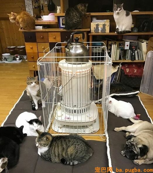 80平米的家中，养了二十只猫四只狗，每只都很规矩整洁！-8.jpeg