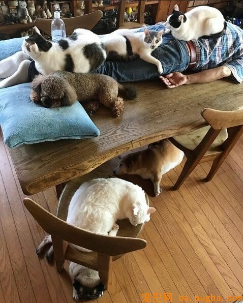 80平米的家中，养了二十只猫四只狗，每只都很规矩整洁！-13.jpeg