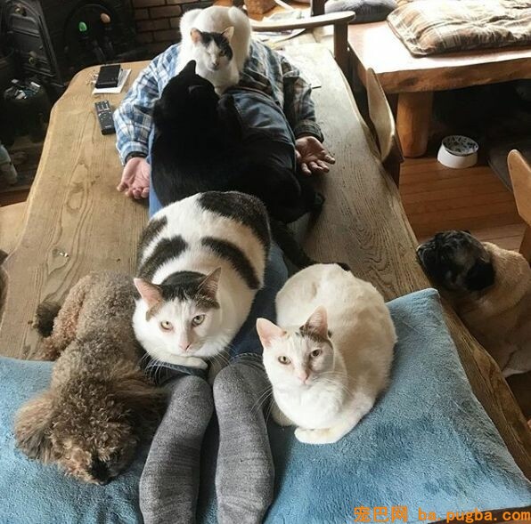 80平米的家中，养了二十只猫四只狗，每只都很规矩整洁！-14.jpeg