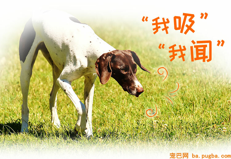 img_dog_class2_2.jpg