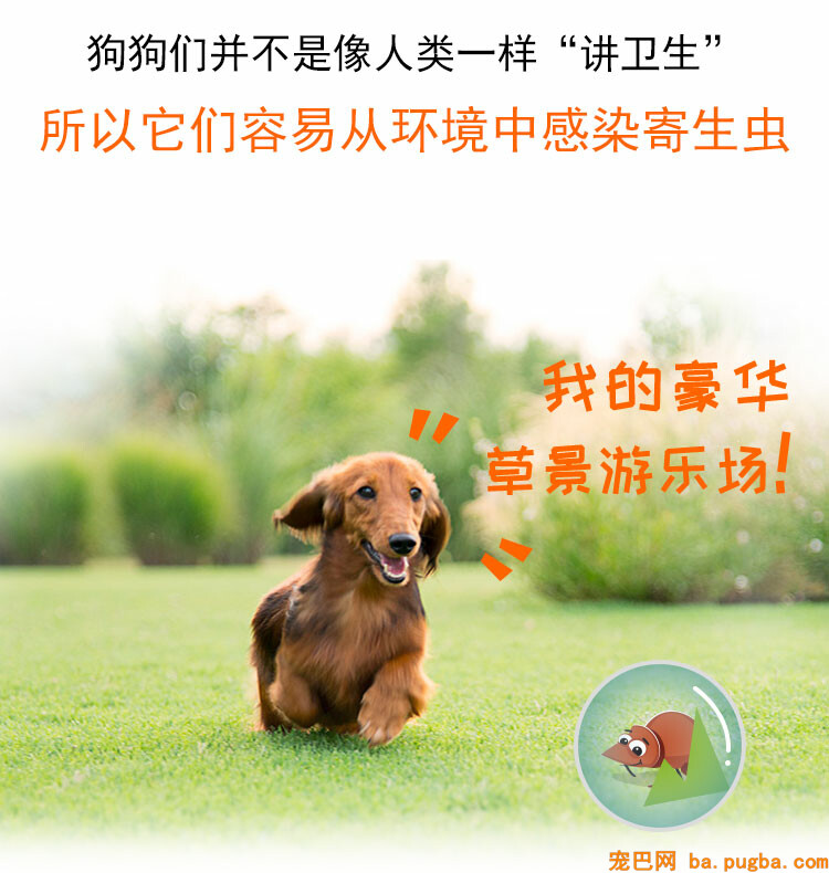 img_dog_class2_1.jpg
