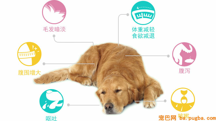 img_dog_class2_8.jpg