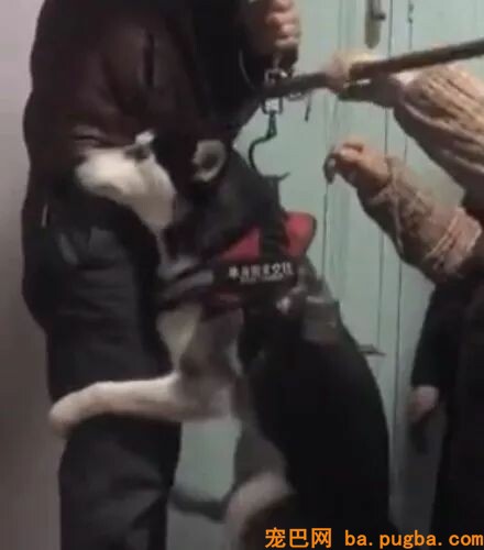 网友给二哈称体重，成果狗子以为要把本人卖了，吓到直哆嗦...-3.jpeg