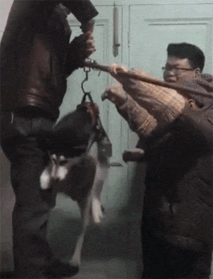 网友给二哈称体重，成果狗子以为要把本人卖了，吓到直哆嗦...-1.gif