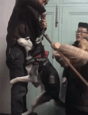 网友给二哈称体重，成果狗子以为要把本人卖了，吓到直哆嗦...-2.gif