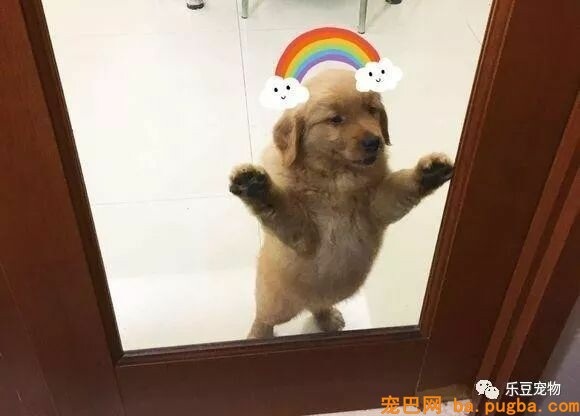 买了不到五天的金毛，医生让我给它安乐死，我要怎么办？-2.jpeg