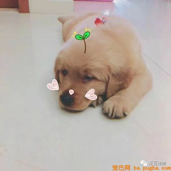 买了不到五天的金毛，医生让我给它安乐死，我要怎么办？-1.jpeg
