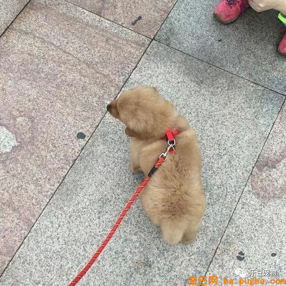 买了不到五天的金毛，医生让我给它安乐死，我要怎么办？-5.jpeg