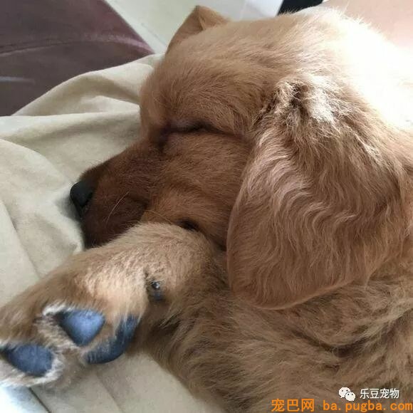 买了不到五天的金毛，医生让我给它安乐死，我要怎么办？-6.jpeg