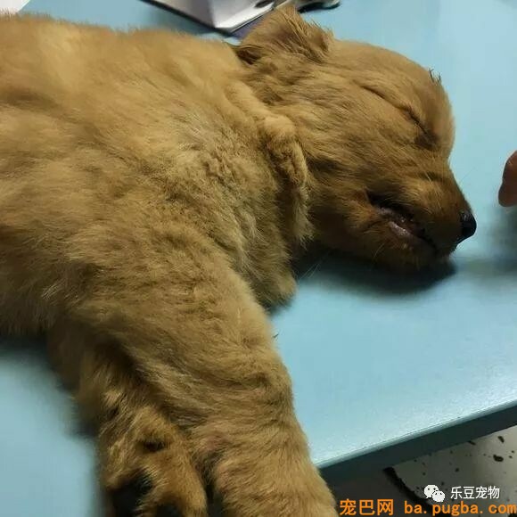 买了不到五天的金毛，医生让我给它安乐死，我要怎么办？-7.jpeg
