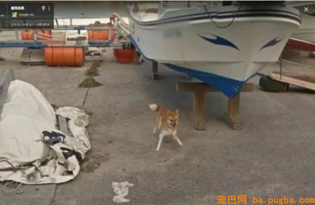 Google街景里呈现了一只“阴魂不散”的狗砸...画风很魔幻！-1.jpeg