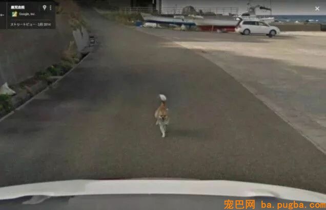 Google街景里呈现了一只“阴魂不散”的狗砸...画风很魔幻！-3.jpeg