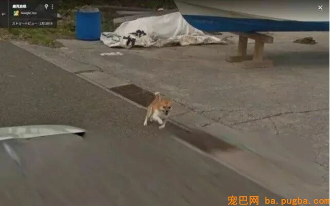 Google街景里呈现了一只“阴魂不散”的狗砸...画风很魔幻！-2.jpeg