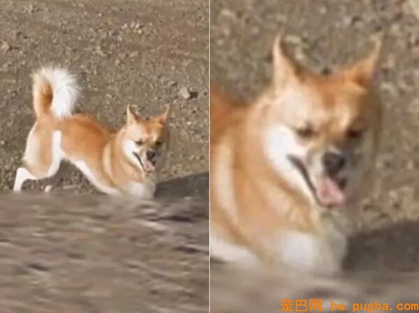 Google街景里呈现了一只“阴魂不散”的狗砸...画风很魔幻！-4.jpeg