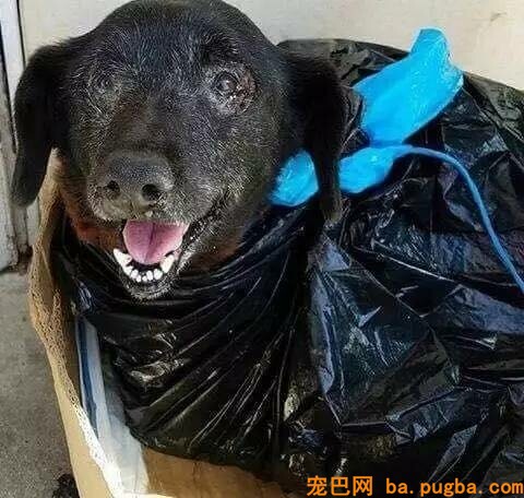 10岁老狗被装在垃圾袋扔到收留所门口，被发现时却还在对大家笑……-1.jpeg