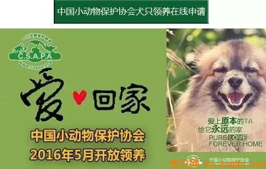 10岁老狗被装在垃圾袋扔到收留所门口，被发现时却还在对大家笑……-15.jpeg