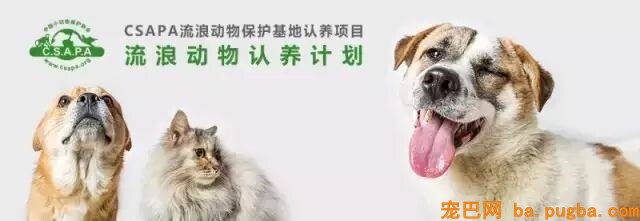 10岁老狗被装在垃圾袋扔到收留所门口，被发现时却还在对大家笑……-16.jpeg